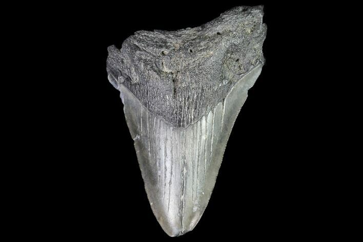 Partial, Fossil Megalodon Tooth #88997
